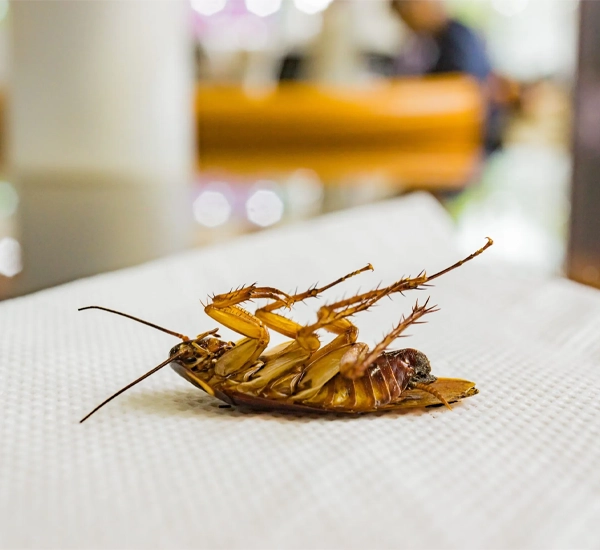 Trusted Roach Extermination in Durham, NC